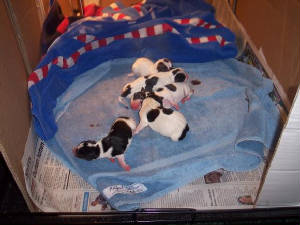 puppies.jpg