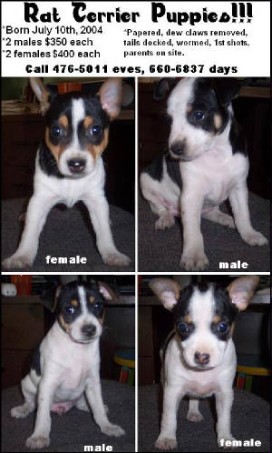 puppies4.jpg