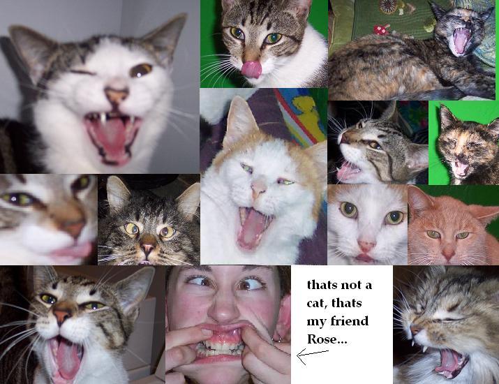 1katz.jpg
