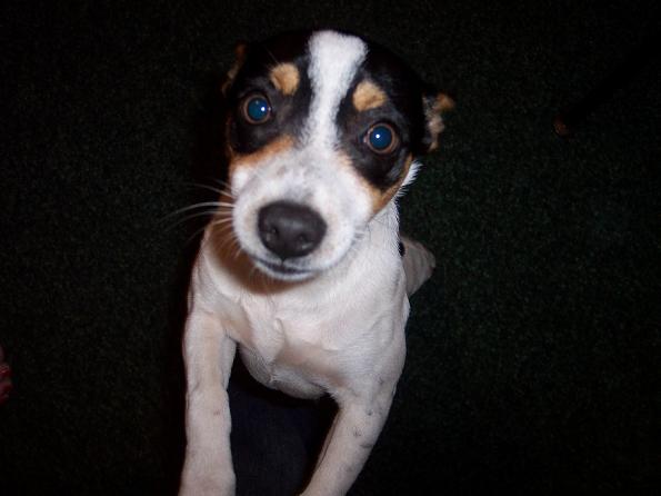 baxter.jpg