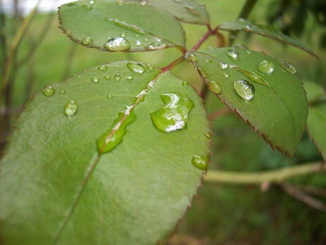 leaves.jpg