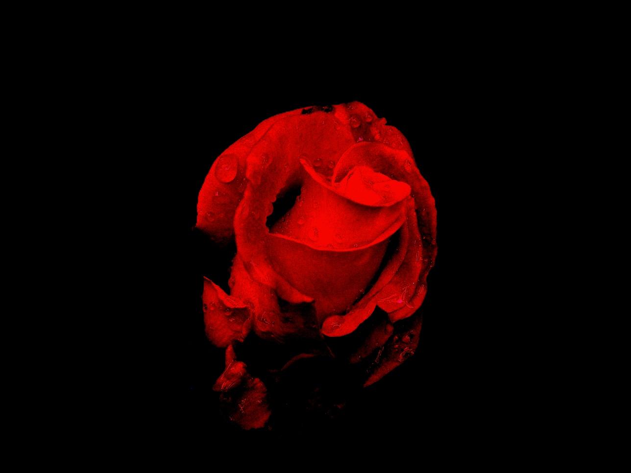 roseblack.jpg