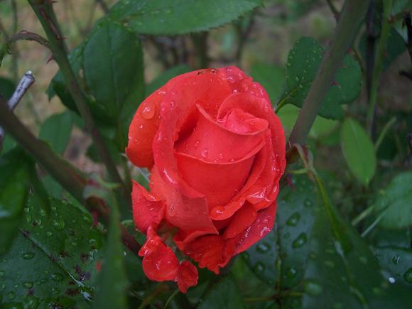 rosered2.jpg